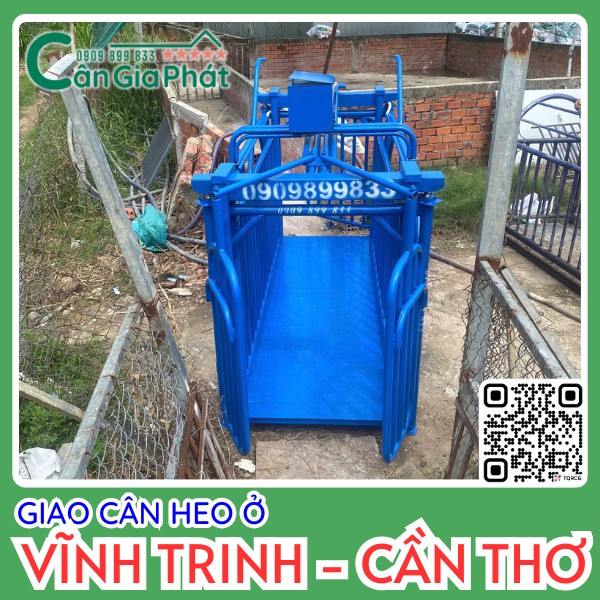 Cân heo điện tử màu xanh của Cân Gia Phát lắp đặt tại trang trại ở Vĩnh Trinh Cần Thơ