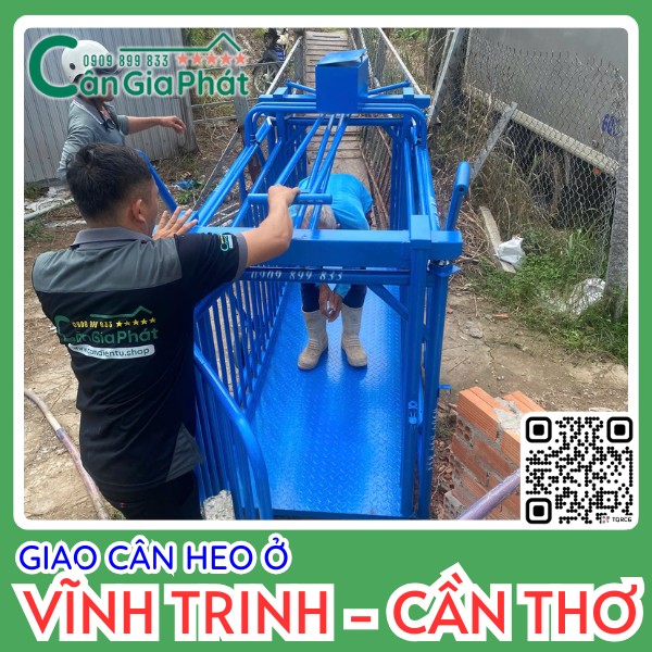 Nhân viên Cân Gia Phát lắp đặt cân heo màu xanh tại Vĩnh Trinh Cần Thơ