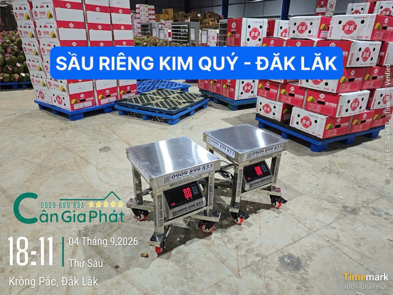 Vựa sầu riêng Kim Quý ở Đăk Lăk - Cân điện tử cân đóng rổ sầu riêng xuất khẩu 50kg 100kg có bánh xe