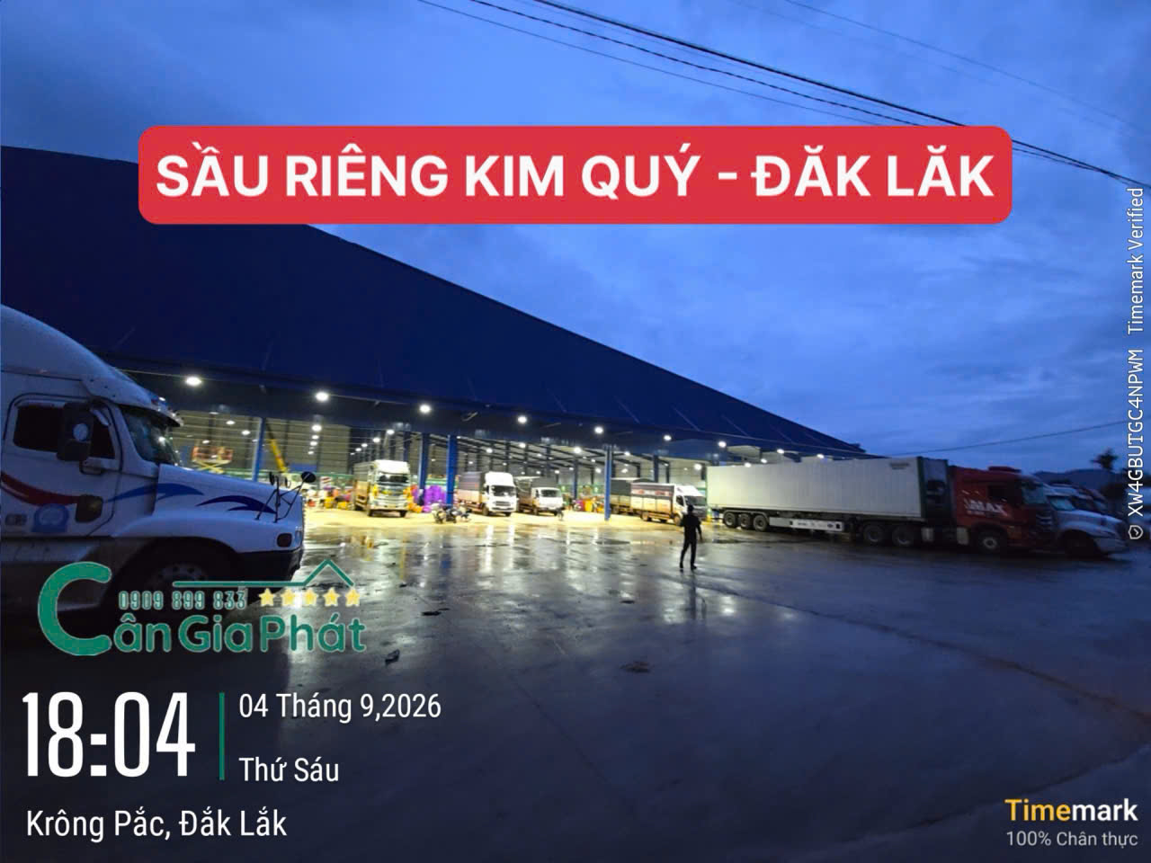Vựa sầu riêng Kim Quý&nbsp;ở Krông Pắc Đắk Lắk&nbsp;đang sử dụng cân điện tử cân sầu riêng loại nào?