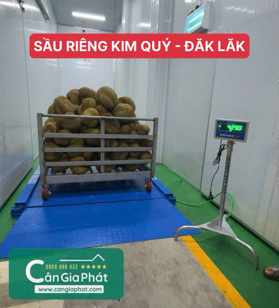 Cân điện tử 1 tấn 2 tấn cân sầu riêng - Vựa sầu riêng Kim Quý Đăk Lăk