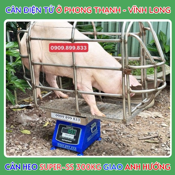 Giao cân điện tử ở Phong Thạnh Vĩnh Long - cân heo Super-SS 300kg - anh Chí Hướng&nbsp;