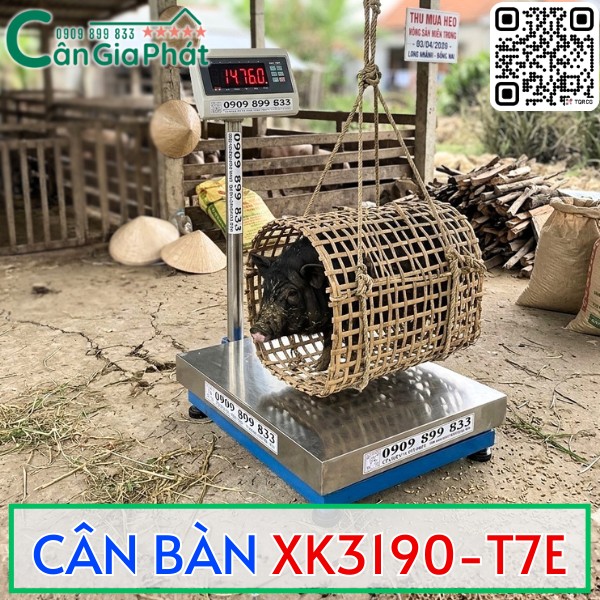 Cân bàn điện tử XK3190 T7E đang cân heo trong giỏ tre tại trang trại chăn nuôi
