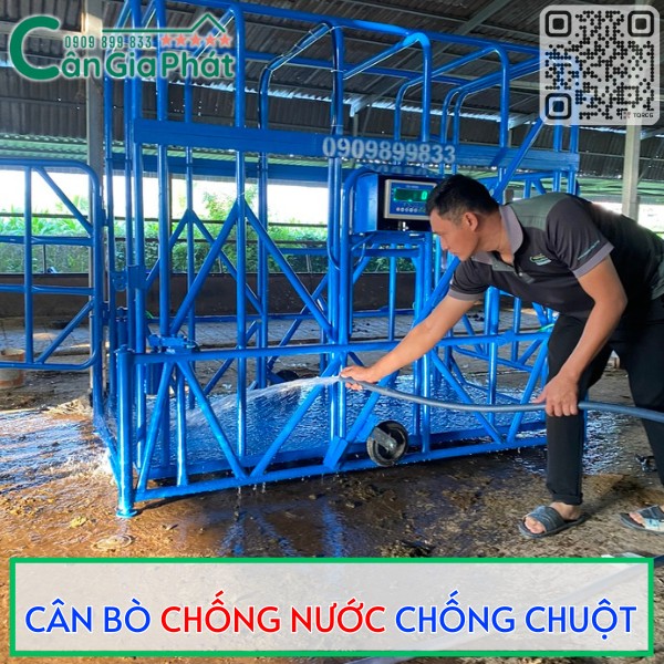 Cân bò điện tử khung thép xanh chống nước chống chuột, người đàn ông đang xịt rửa vệ sinh cân trong chuồng trại