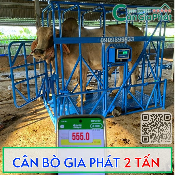 Cân bò điện tử Gia Phát 2 tấn màu xanh đang cân một con bò, màn hình hiển thị trọng lượng 555 kg