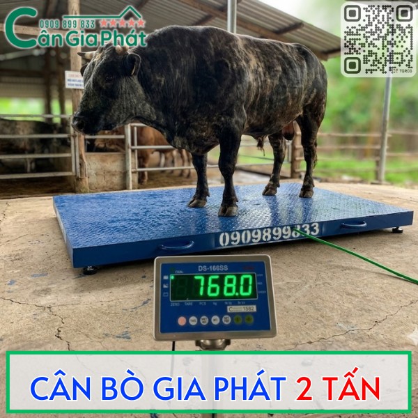 Cân bò điện tử Gia Phát 2 tấn hiển thị trọng lượng 768 kg khi cân một con bò