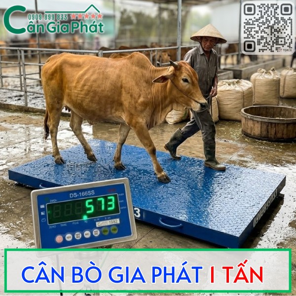 Cân điện tử Gia Phát 1 tấn đang cân bò trên sàn xanh tại trang trại, màn hình hiển thị trọng lượng 573 kg