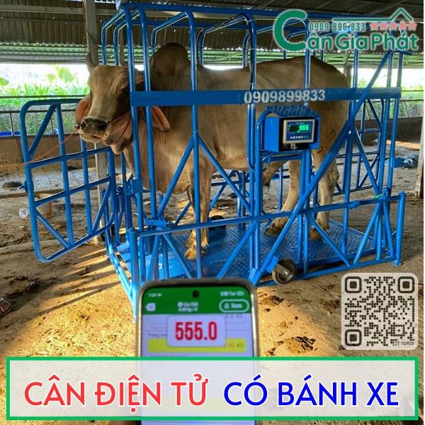 Cân điện tử có bánh xe Cân Gia Phát dùng để cân bò trong chuồng trại