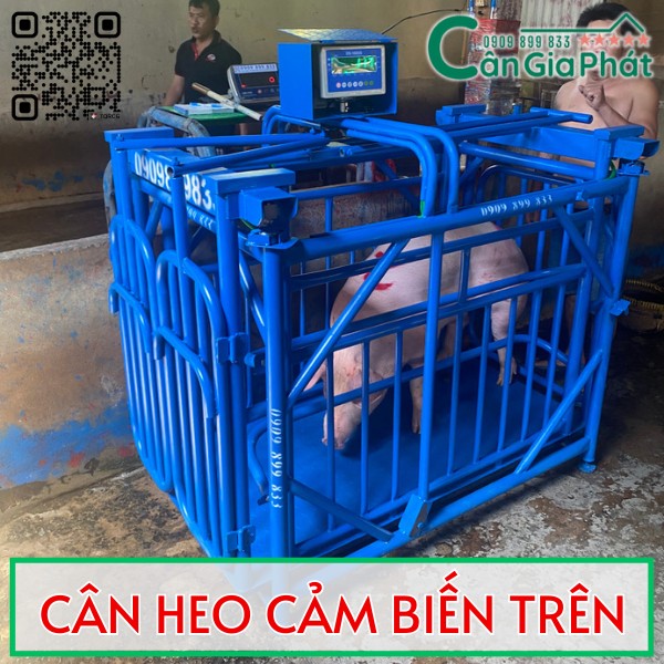 Cân heo cảm biến trên Gia Phát tốt nhất hiện nay