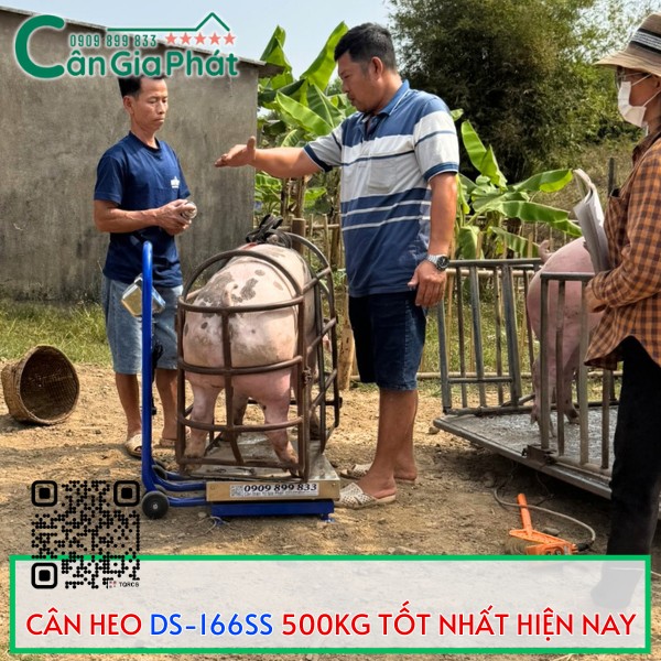 CÂN HEO GIA ĐÌNH DS-166SS 500KG TỐT NHẤT HIỆN NAY