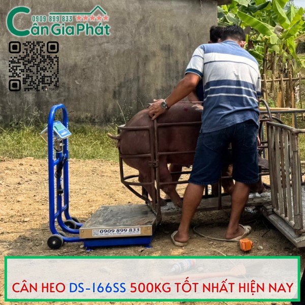 CÂN HEO GIA ĐÌNH DS-166SS 500KG TỐT NHẤT HIỆN NAY