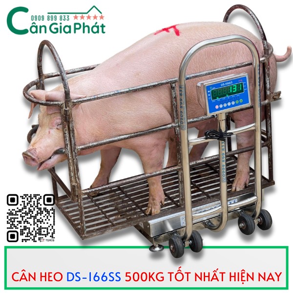CÂN HEO GIA ĐÌNH DS-166SS 500KG TỐT NHẤT HIỆN NAY