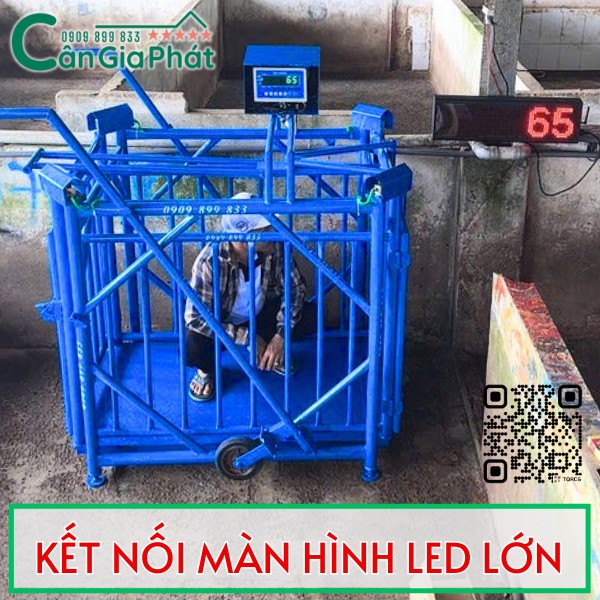 Cân điện tử cân heo kết nối màn hình LED lớn treo tường